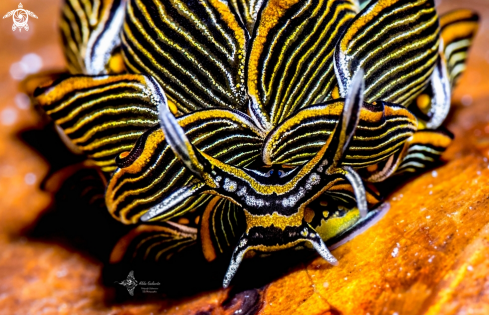 A Cyerce nigra (Bergh 1871)    | Tiger Butterfly Sea Slug 