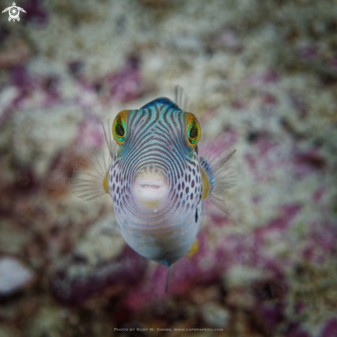 A Canthigaster valentini | Black saddled Toby