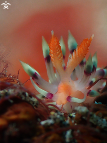 A Coryphellina exoptata | Nudibranch