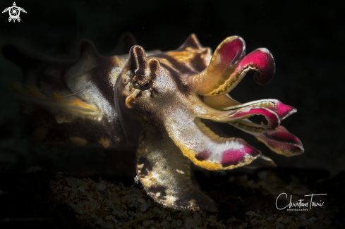 A  Metasepia pfefferi | flamboyant cuttlefish