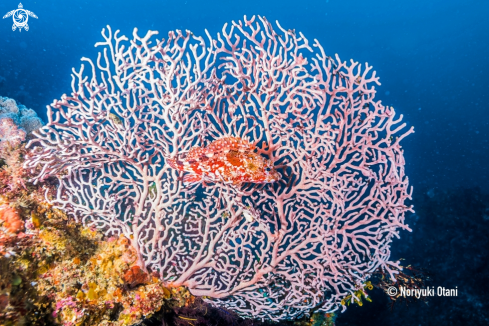 A Marbled rockfish 