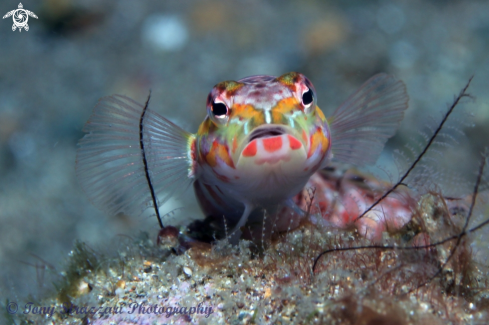 A Parapercis schauinslandii | Redspotted sandperch