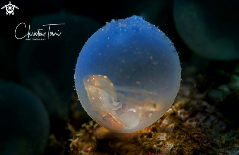 A  Metasepia pfefferi | egg of flamboyant cuttlefish