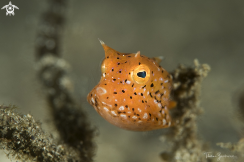 A Longhorn Boxfish