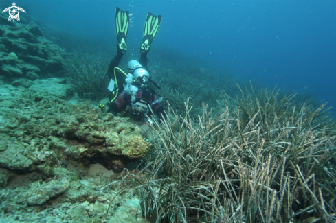 A Eelgrass