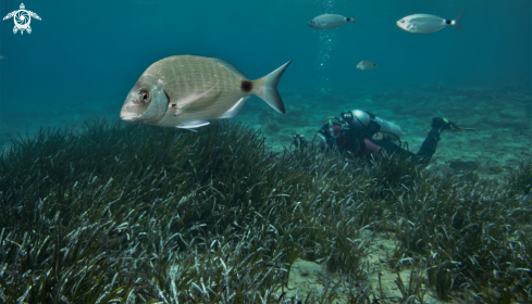 A Eelgrass