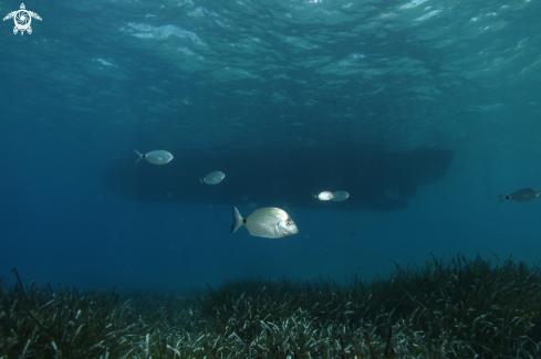 A Eelgrass