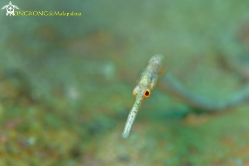A Spotted Pipefish