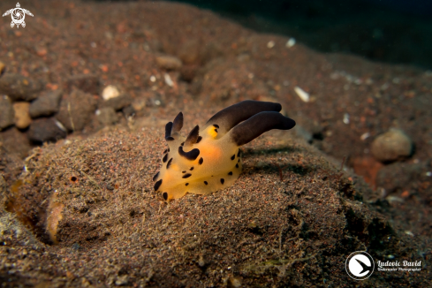A Thecacera sp5 | Pikachu Nudibranch