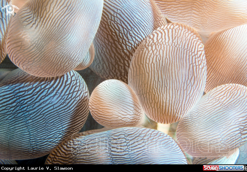 A Bubble Coral