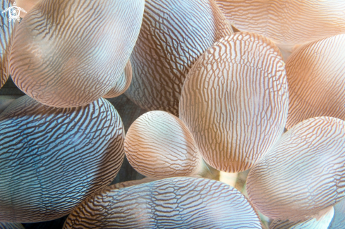 A Bubble Coral