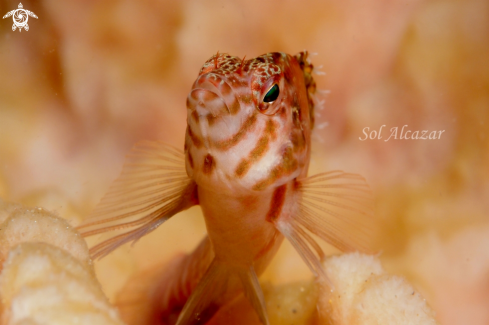 A hawkfish