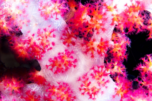 A Pink Coral