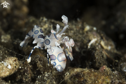 A Harlequin Shrimp