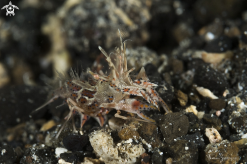 A Tiger Shrimp