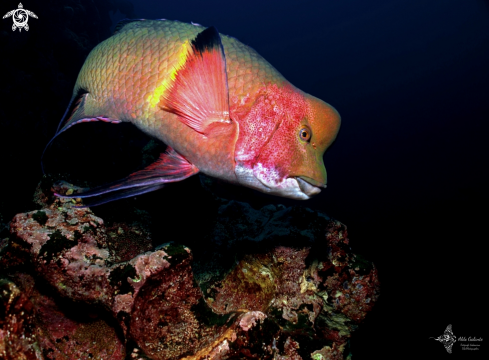 A Bodianus diplotaenia (Gill, 1862)  | Mexican Hogfish