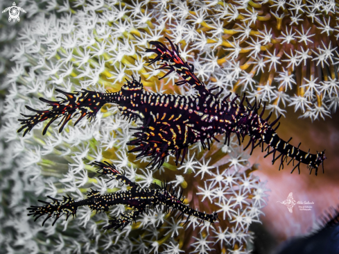 A Ghost Pipe fish