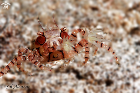 A boxer crab