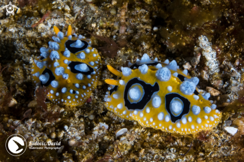 A Phyllidia ocellata | Ocellated Phyllidia Nudibranch