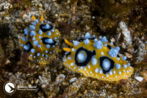 A Ocellated Phyllidia Nudibranch