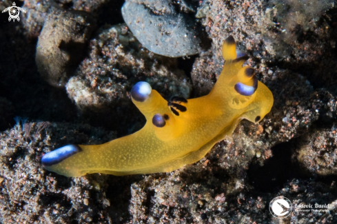 A Pacific Thecacera Nudibranch
