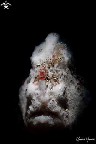 A Antennarius pictus | Frogfish