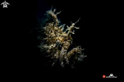 A Juvenile hairy frogfish