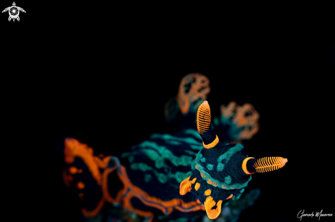 A Nembrotha kubaryana  | Nudibranch