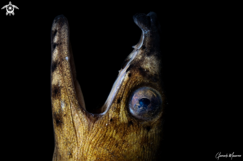 A Highfin snake eel