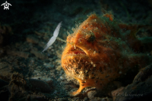 A Frogfish