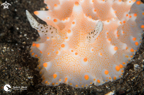 A Batangas Halgerda Nudibranch