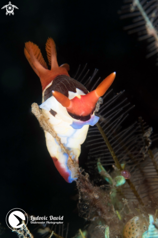 A Chamberlain's Nembrotha Nudibranch