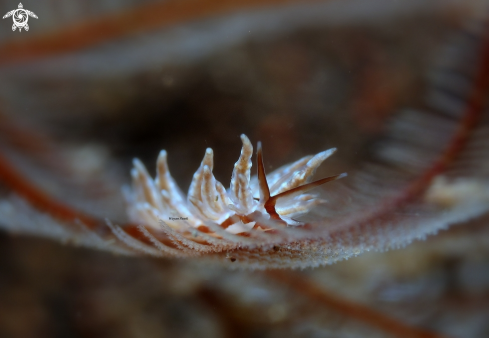 A Eubranchus sp