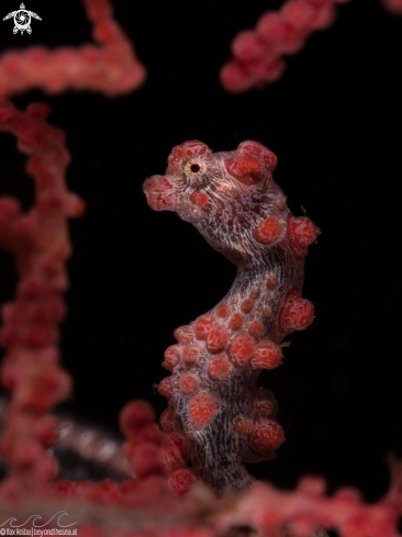 A Hippocampus bargibanti | Pygmy Seahorse