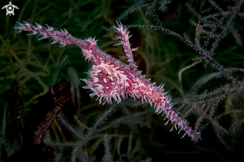 A GHOST PIPEFISH