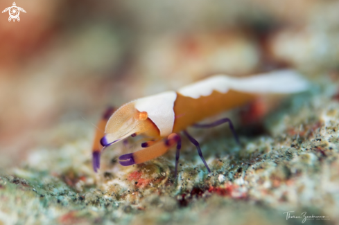 A Imperator Shrimp