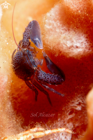 A sponge barrel crab