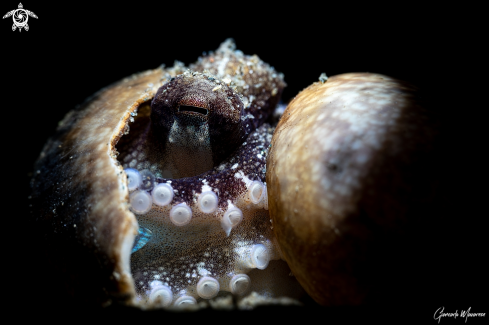 A Coconut octopus