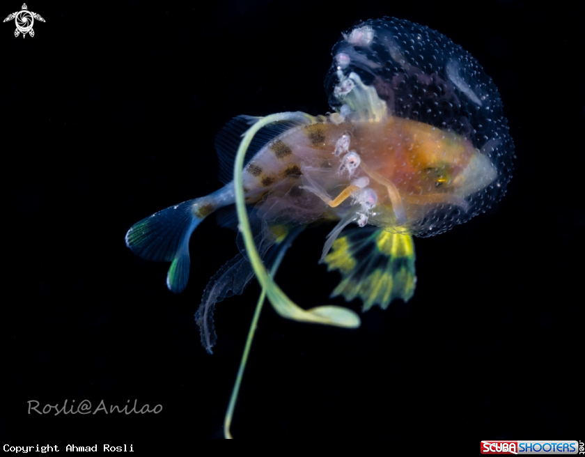A Juvenile Fish & Jellyfish