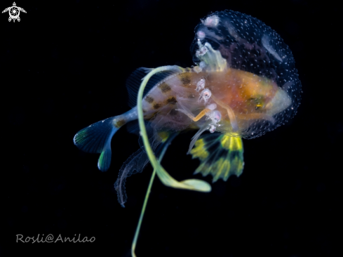 A Juvenile Fish & Jellyfish