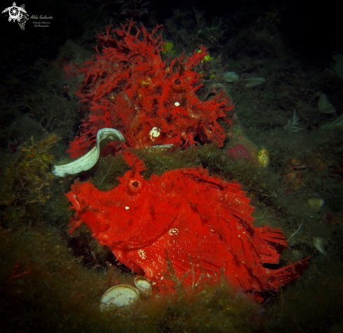 A Weedy Rhinopias - Paddleflap Rhinopias.