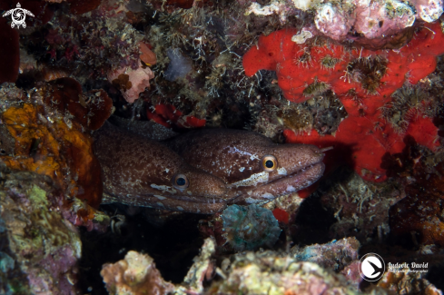 A Gymnothorax zonipectis | Barred-Fin Moray 