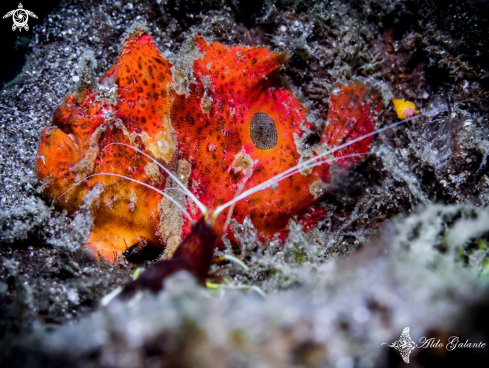 A Frogfish - Red Striped CleanerShrimp