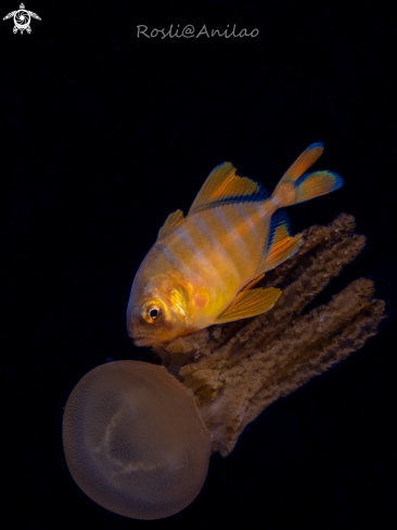 A Juvenile jack fish & Jellyfish