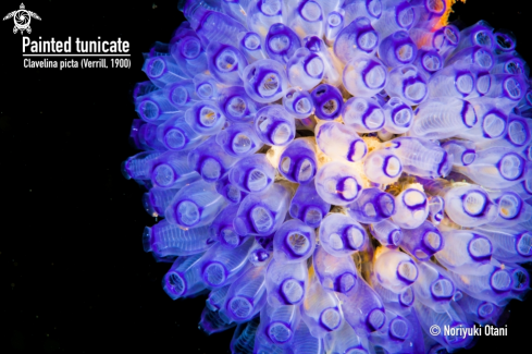 A Painted tunicate