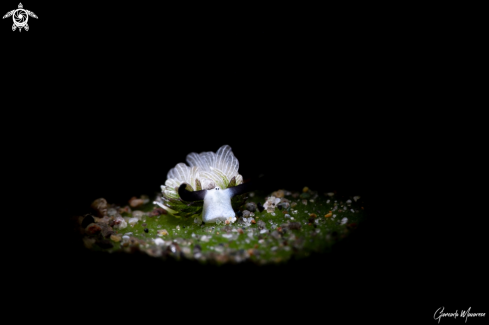 A Nudibranch