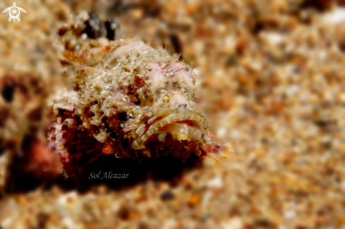 A scorpionfish