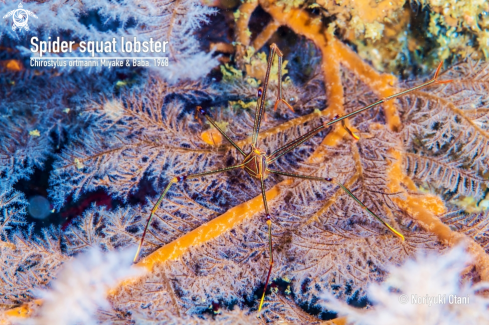 A Chirostylus ortmanni Miyake & Baba, 1968 | Spider squat lobster