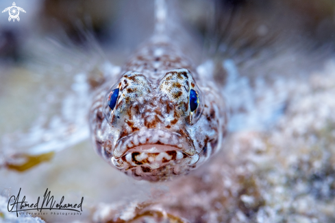 A Ornate Goby