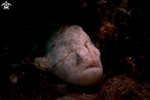 A FROGFISH